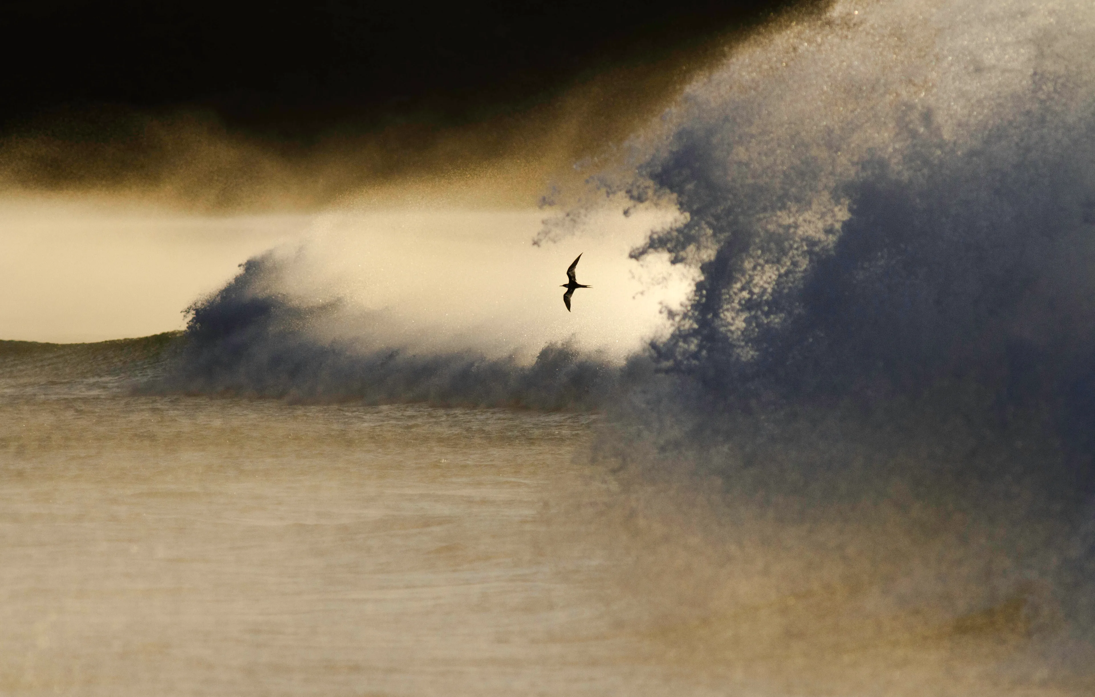 Golden Southeasters - Ruben Jenkins-Bate | Winner: Overall, First Place (South African Photographer Of The Year 2022)