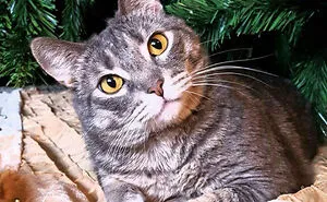 Hey Pandas, Post Adorable Holiday-Themed Pet Photos (Closed)