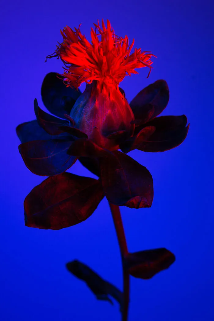 Deflowered