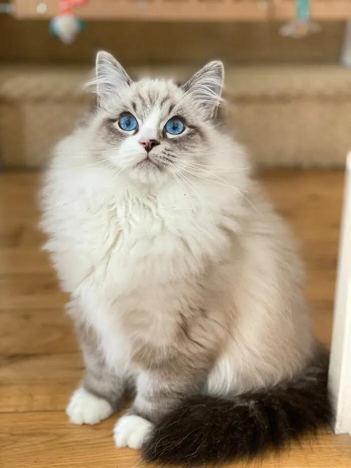 Gizmo