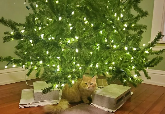 Snafu's First Christmas.  We Wired Cinderblocks To The Tree's Base In Case Somebody Decided To Practice His Climbing Skills