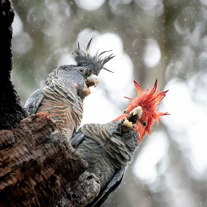 Bird Behavior: "Gang-Gang Jibber Jabber" By Ben Harvey (Shortlist)