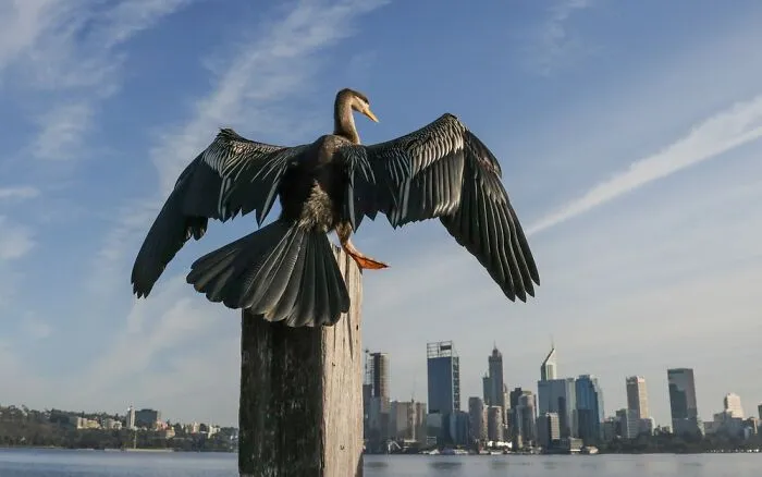 Birds In The Landscape: "Caped Crusader" By Veronica Mcphail (Shortlist)