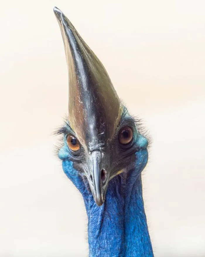 Bird Portrait: "Casso-Unwary" By Gail Yager (Shortlist)