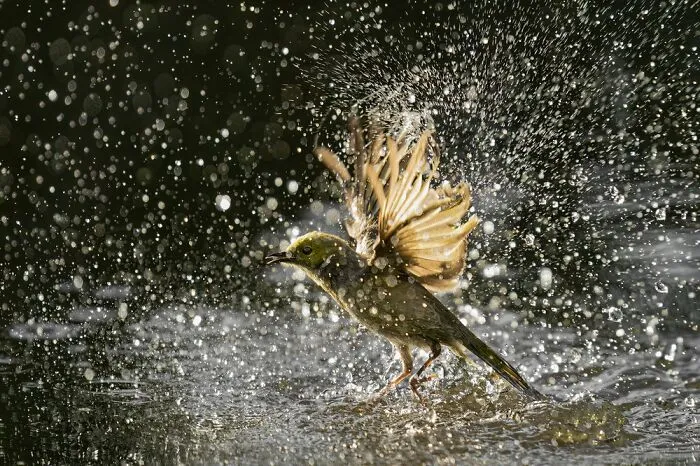 Bird Behavior: "Bloomsome" By Cheng Kang (Shortlist)