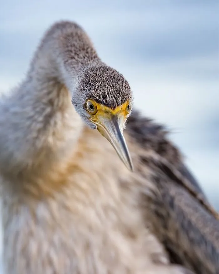 Bird Portrait: "Piercing" By Colin Driscoll (Winner)
