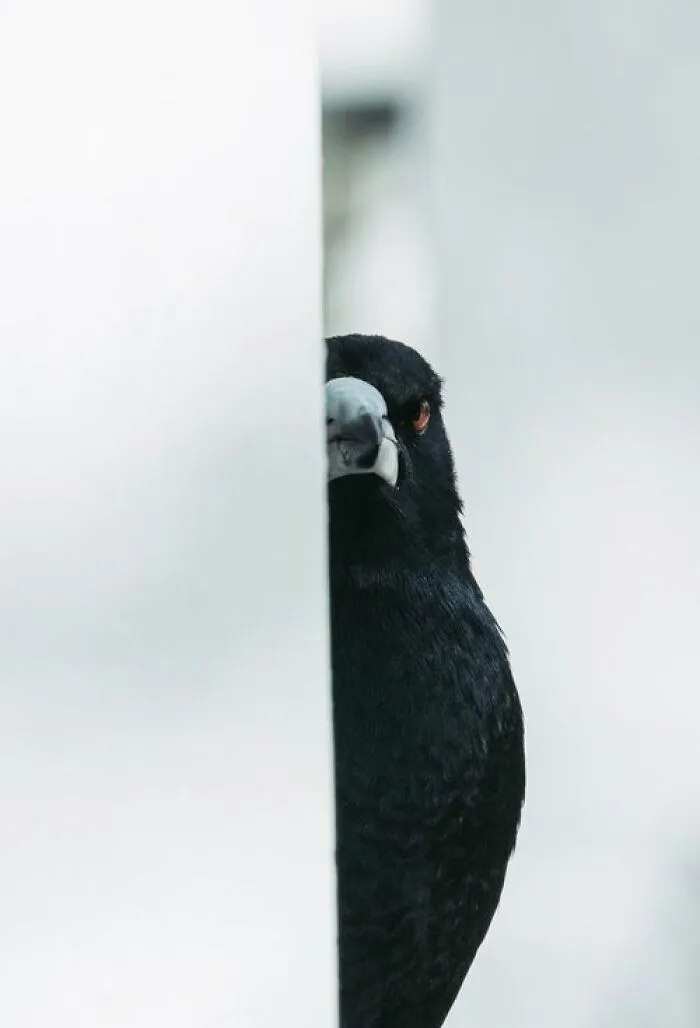 Bird Portrait: "Yin And Yang" By James Bowden (Shortlist)