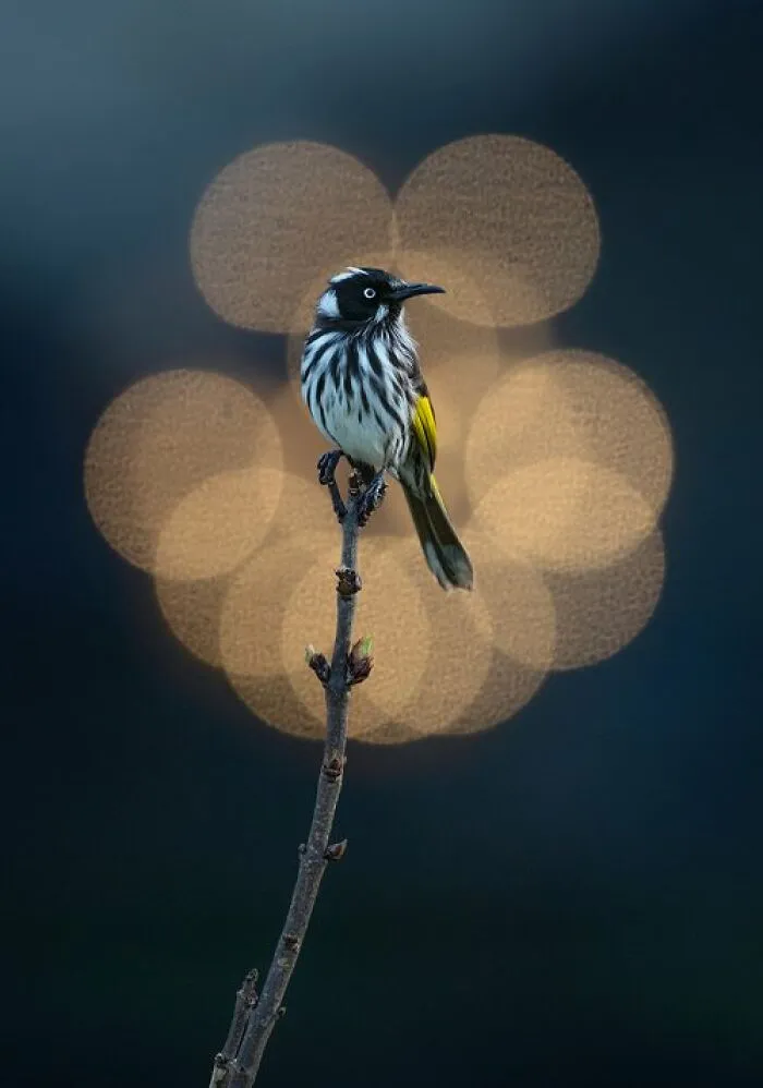 Backyard Birds: "Petals Of Light" By Nathan Watson (Shortlist)
