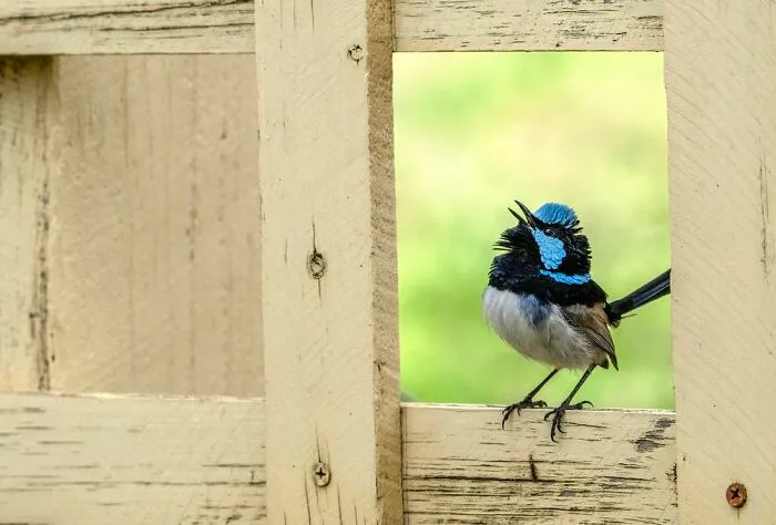 Backyard Birds: "Song Of The Superb" By Nikki Kenwrick (Winner)