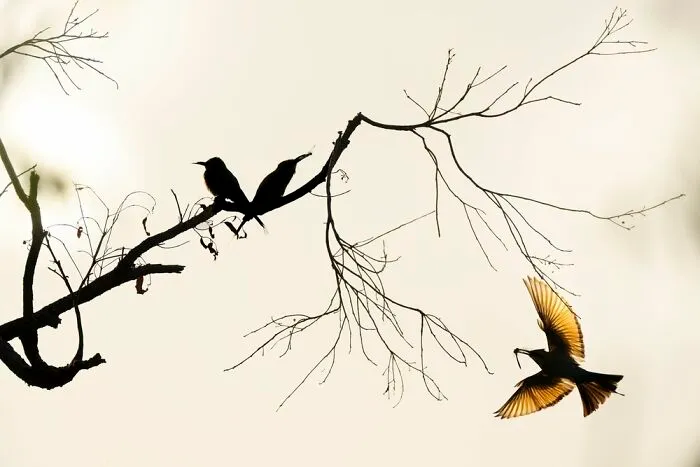 Birds In The Landscape: "Rainbow Bee-Eaters" By Jason Moore (Shortlist)