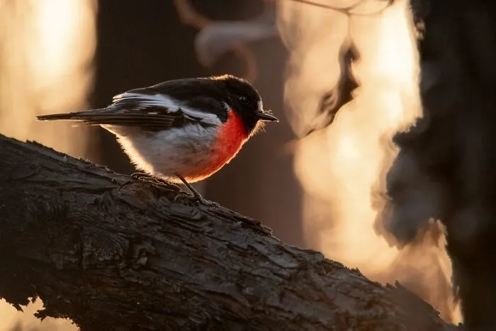 Youth: "Rim-Lit Robin" By D'artagnan Sprengel (Shortlist)