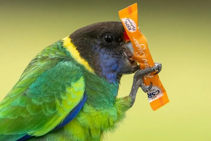 Youth: "Sugar Addict" By D'artagnan Sprengel (Shortlist)