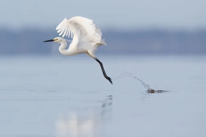 Wading Birds Of The Australian Floodplains: "Water Trails" By Rebecca Harrison (Shortlist)