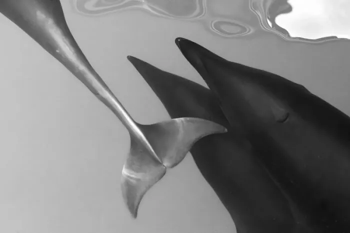 Category Black And White: Winner, "Heads Or Tails" By Jodi Frediani, USA