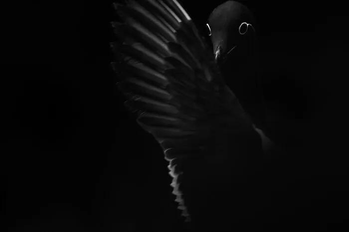 Category Birds: Highly Commended, "Hand Fan" By Manuel Enrique González Carmona, Spain