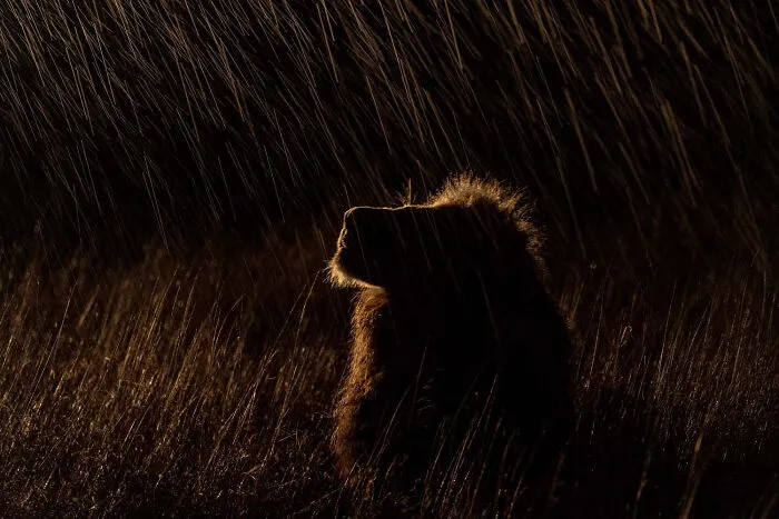 Mammals, Finalist: Rain Graphic By Sergey Gorshkov, Russia