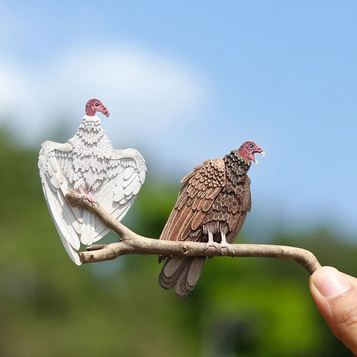 Turkey Vulture