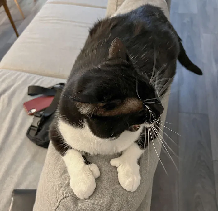 Bianca, gata con pulgares