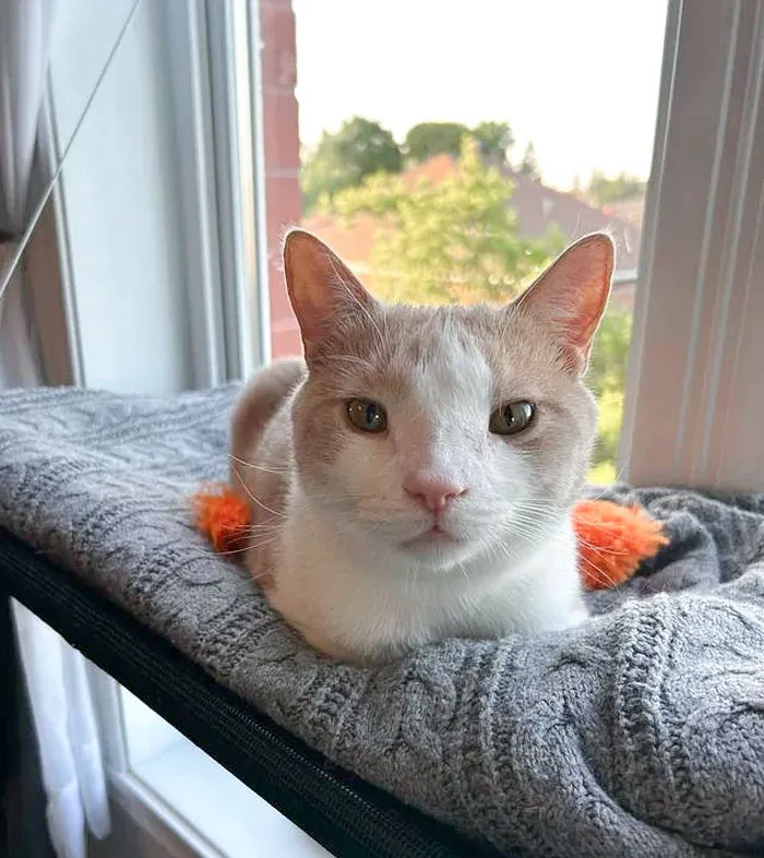 My Cat Has Wide-Spaced Eyes