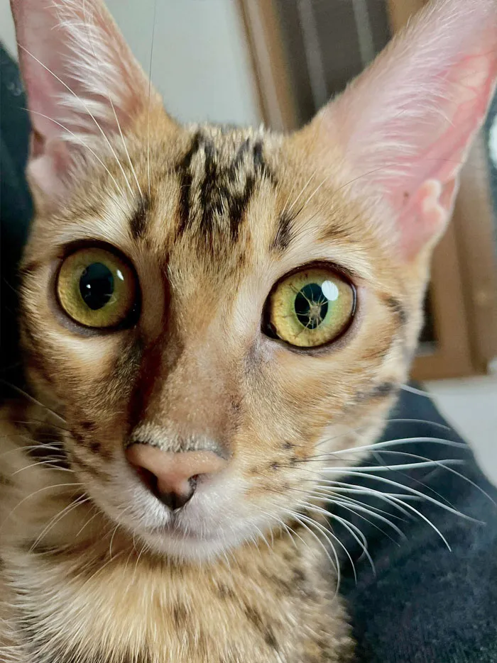 Mi gato nació con esto en el ojo. El veterinario dice que no es dañino