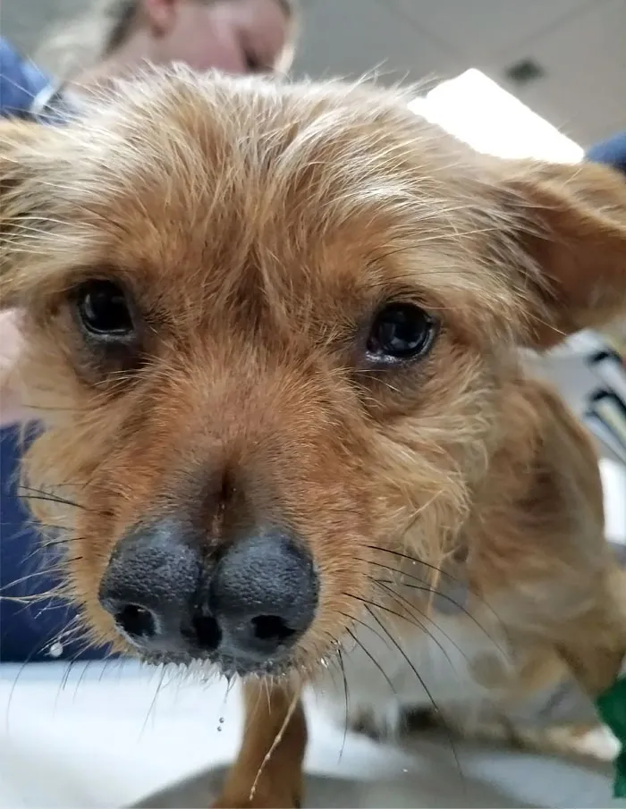 I Met A Dog With 2 Noses At Work