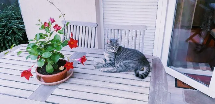 Last Flowers