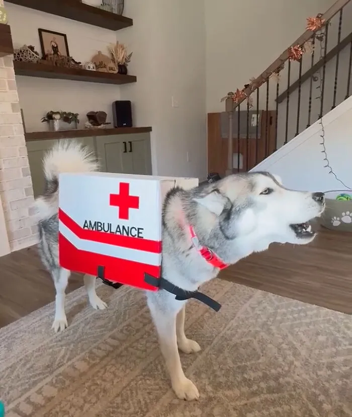 My Sister’s Husky Has A Fantastic Costume This Year