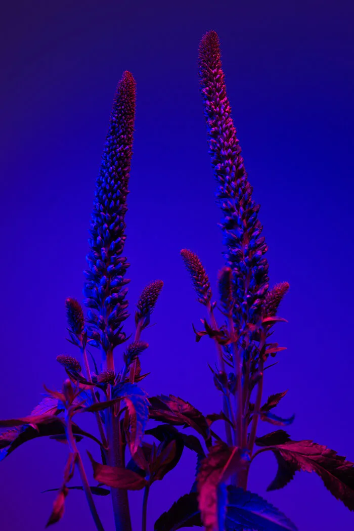 Deflowered