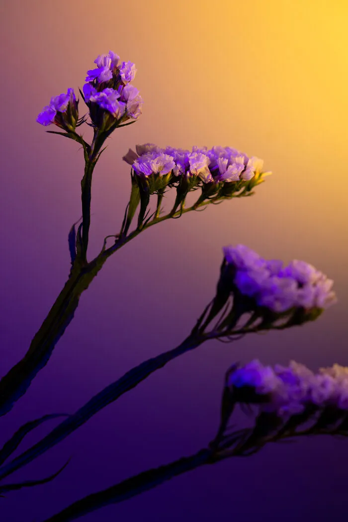 Deflowered