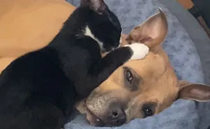 50 Adorable Pets Being Happy To Finally Be Home After Getting Adopted (November Edition)