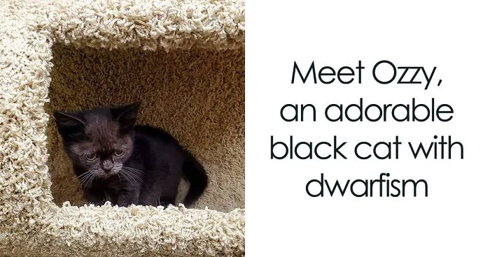 An Animal Clinic That Adopted This Black Cat, Realized He Wouldn’t Grow Much Due To Dwarfism