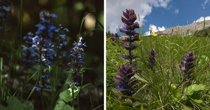 Ultimate Guide to Growing and Caring For Ajuga Plant