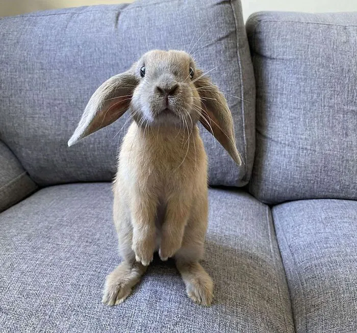 Nuestro pequeño alborotador