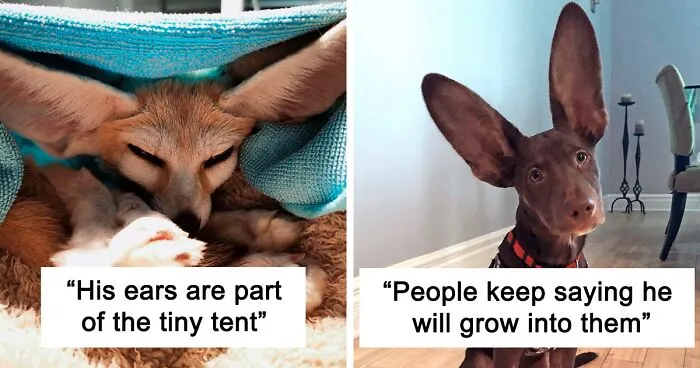 "A Few Sizes Too Big": 50 Animals That Were Gifted With Enormous Ears