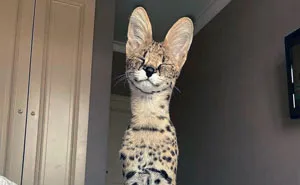 50 Animales dotados con unas enooormes orejas