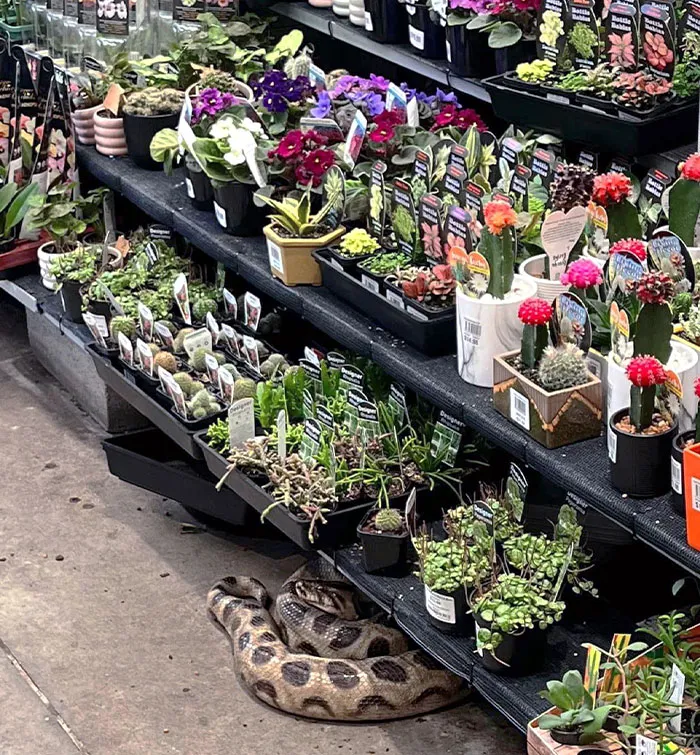 Bunnings Really Does Sell Everything