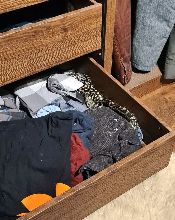 Woke Up To A Snake In My Drawer (Australia)
