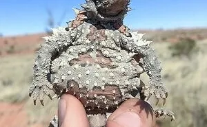 50 Animals That Would Be Nightmare Fuel To Non-Australians