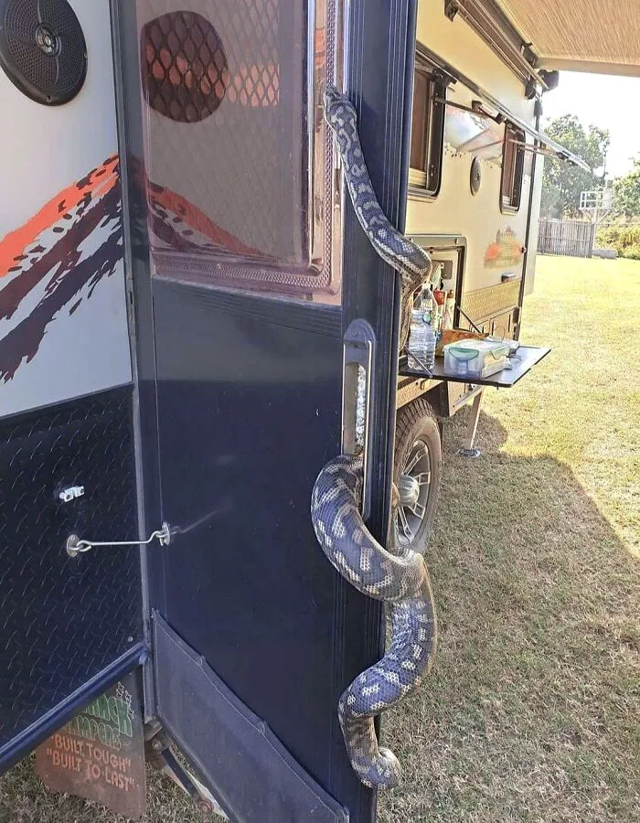 Large snake wrapped around a caravan door in the Australian outdoors, a striking example of animals that would be nightmare fuel.