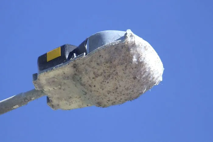 Spider Webs Covering A Street Light. Yes Australia