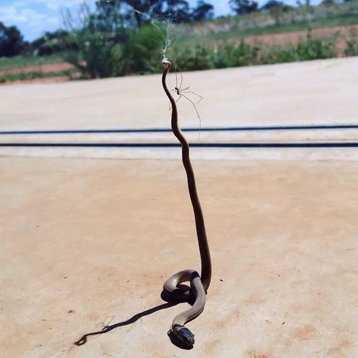 Spider Takes On Snake And Wins