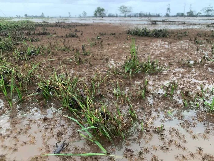 Swarm of small creepy Australian spiders covering wet soil and grass, a nightmare fuel animal scene for non-Australians.