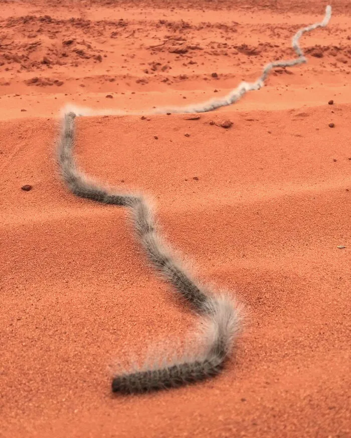 Furry caterpillars crawling in a line across red desert sand, one of the animals nightmare fuel to non-Australians.