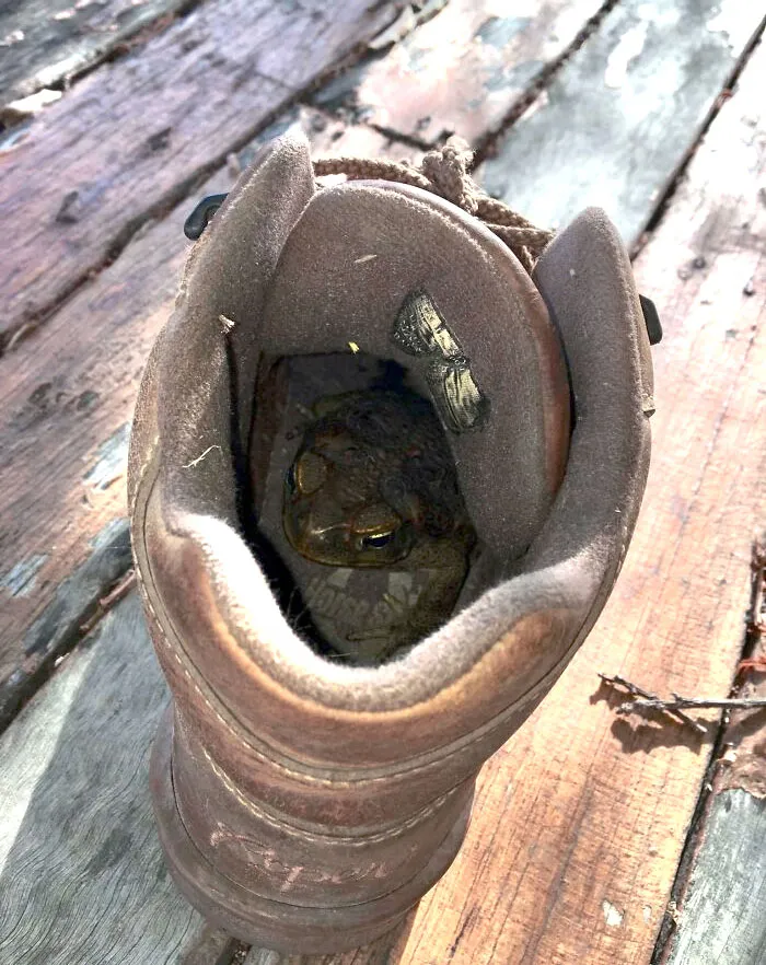 A toad hiding inside a worn brown boot on wooden floor, one of the animals that would be nightmare fuel to non-Australians.