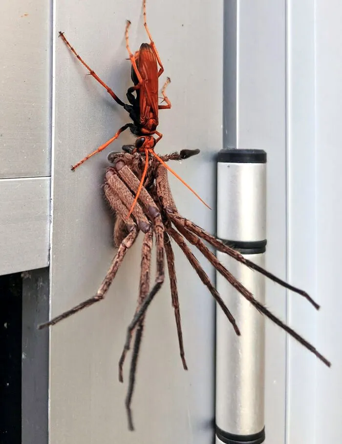 Got Home From Work To Find This Tarantula Hawk Wasp Draging A Huntsman Spider (Sydney, Australia)