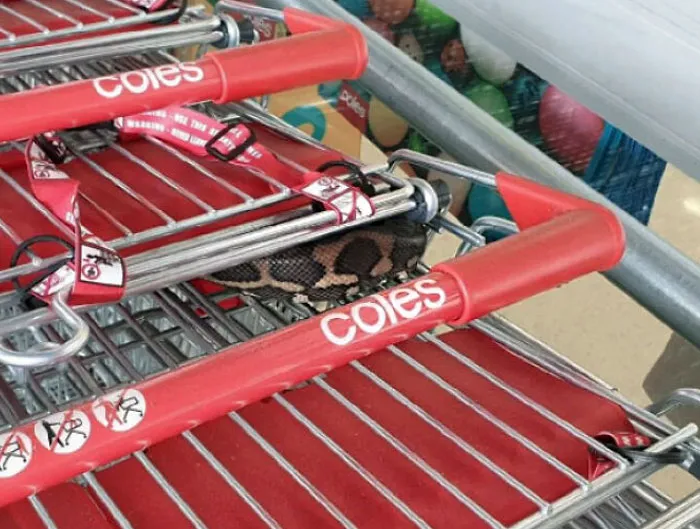 Snake hidden under red Coles shopping cart handles, an animal that could be nightmare fuel to non-Australians.