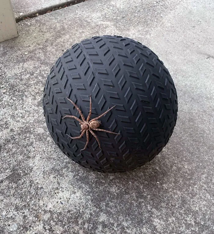 Large Australian spider resting on a textured black rubber ball on concrete surface, one of the nightmare fuel animals.