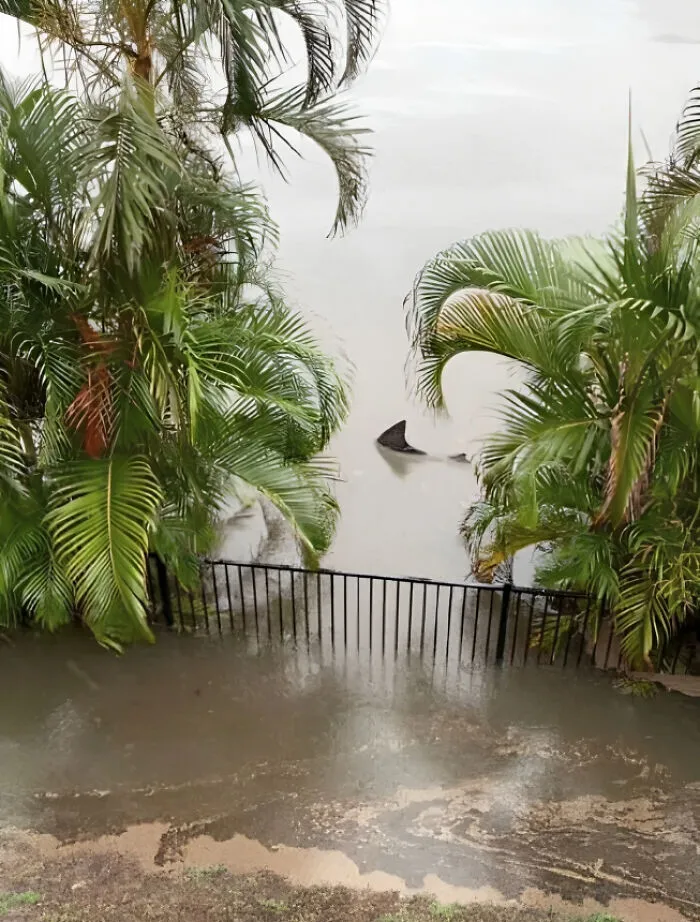Bull Shark At The Back Fence Due To Recent Flooding, Gold Coast, Australia