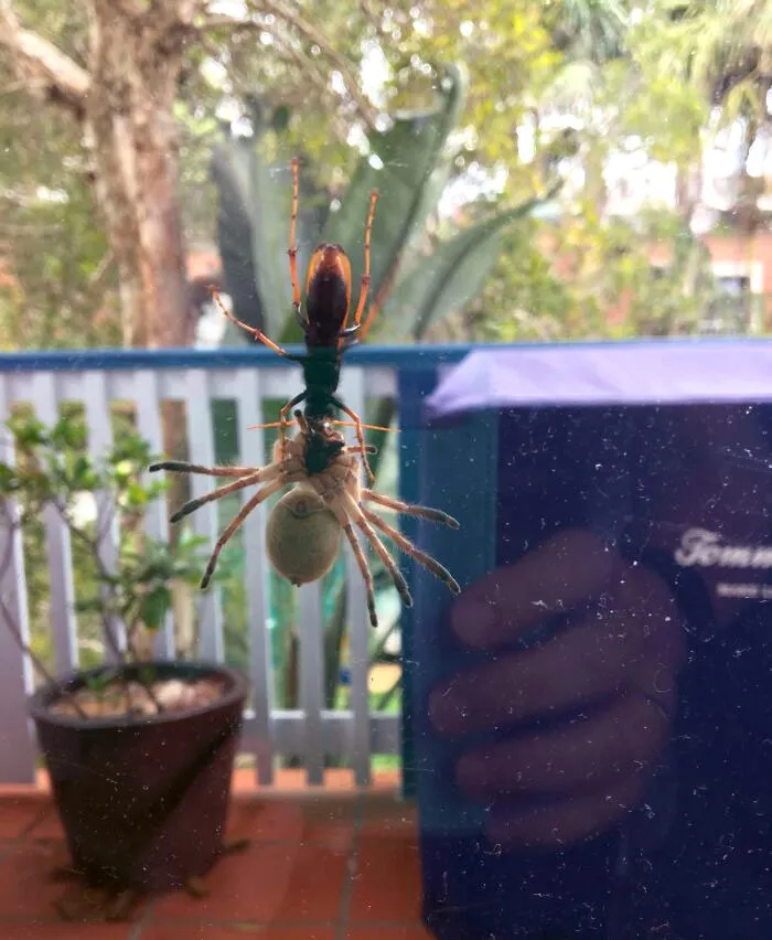 Large spider preying on an insect on a window, showcasing animals that would be nightmare fuel to non-Australians.