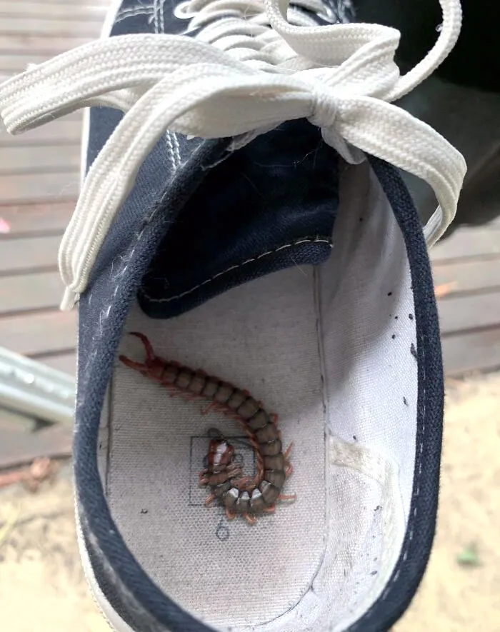 The Morning Shoe Check (Before We Put Them On) Saved My Wife A Bit Of Pain Today
